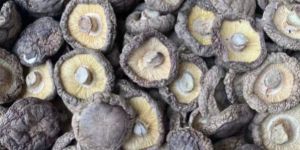 Dry Shiitake Mushroom