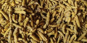 Turmeric