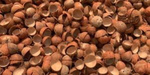 Coconut Shell