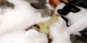 Rabbit Farming Service