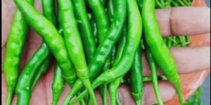 Green Chilli