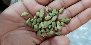 Cardamom