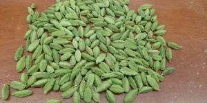 Green Cardamom