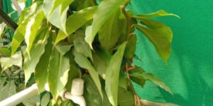 Insulin Plant
