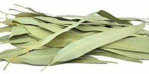 Dry Eucalyptus Leaves