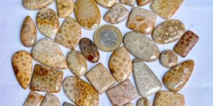 Fossils Corals Cabochons