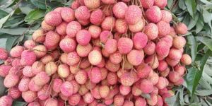 Fresh Litchi
