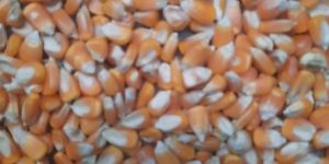 Animal Feed Yellow Maize Seeds