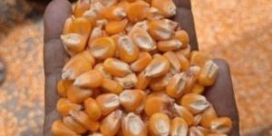 Yellow Corn Animal Feed