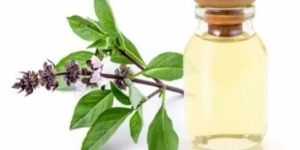 Tulsi Essential Oil