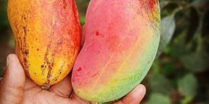 Fresh Mangoes