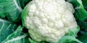 Fresh Cauliflower