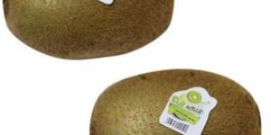 Fresh Kiwi
