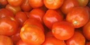 Fresh Tomato