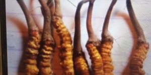 Cordyceps Sinensi