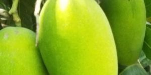 Raw Dasheri Mango