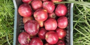 ORGANIC KINNAUR APPLE