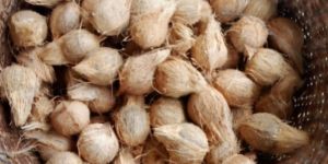 Coconut