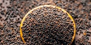 Organic Black Mustard Seeds