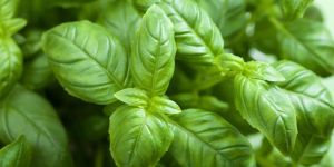 Holy Basil Leaves