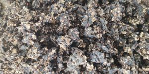 Black Tamarind