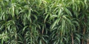 Chaunsa Mango Plant