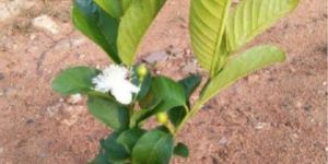 Taiwan Pink Guava Plant