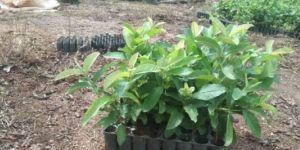 Taiwan Pink Guava Plants