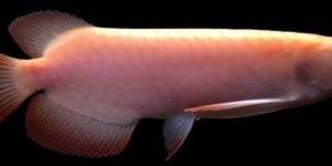 Albino Super Red Arowana