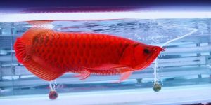 Super Red Arowana Fish