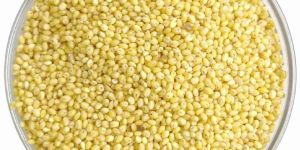 Proso Millet Seed