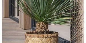 Bamboo Basket Planters