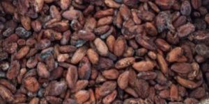 Cocoa Beans