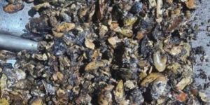 Ceshew Nut Shell Cake