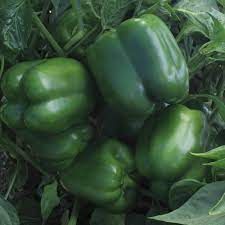 Fresh Huntington Capsicum