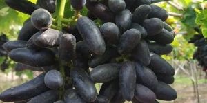 Fresh Krishna Sharad Grapes