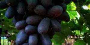 Fresh Sharad Seedless Grapes