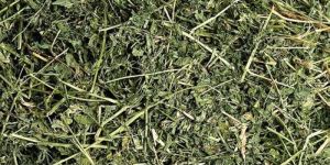 Alfalfa Hay