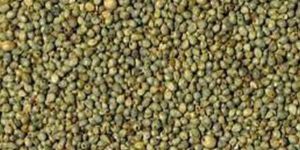 Bajra Seeds
