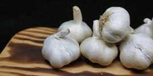 Fresh Garlic