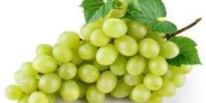 Fresh Grapes