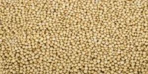 Jowar Grains