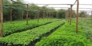 Nursery Plantation Services