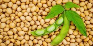 Soya Bean Seeds