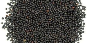 Black Mustard Seeds