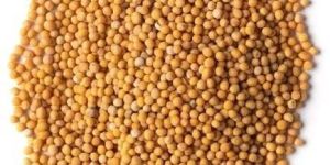Yellow Mustard Seeds