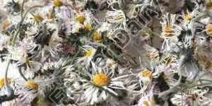 Dried Daisy Flowers