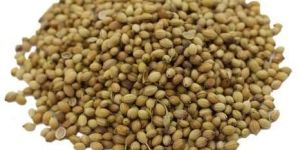 Coriander Seeds
