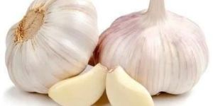 Fresh Garlic