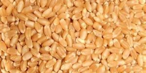 Wheat Grains
